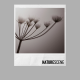 naturescene2